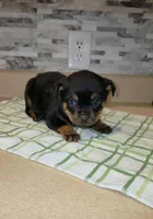 Precious, a female Rottweiler for sale in Indianapolis, IN – Photo 1 of 10