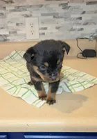 Precious, a female Rottweiler for sale in Indianapolis, IN – Photo 3 of 10