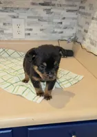 Precious, a female Rottweiler for sale in Indianapolis, IN – Photo 7 of 10