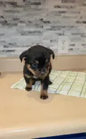 Precious, a female Rottweiler for sale in Indianapolis, IN – Photo 4 of 10