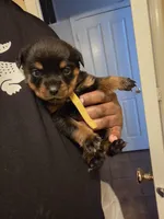 Precious, a female Rottweiler for sale in Indianapolis, IN – Photo 6 of 7