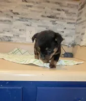 Precious, a female Rottweiler for sale in Indianapolis, IN – Photo 10 of 10