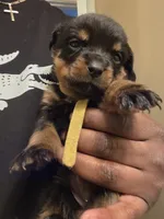 Precious, a female Rottweiler for sale in Indianapolis, IN – Photo 5 of 7