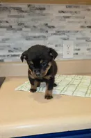 Precious, a female Rottweiler for sale in Indianapolis, IN – Photo 6 of 10