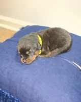 Precious, a female Rottweiler for sale in Indianapolis, IN – Photo 2 of 7