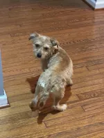 Honey, a female Shorkie for sale in Bryans Road, MD – Photo 8 of 9