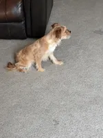 Honey, a female Shorkie for sale in Bryans Road, MD – Photo 5 of 9