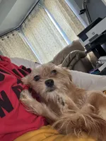 Honey, a female Shorkie for sale in Bryans Road, MD – Photo 2 of 9