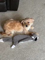 Honey, a female Shorkie for sale in Bryans Road, MD – Photo 4 of 9