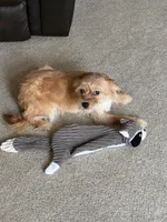 Honey, a female Shorkie for sale in Bryans Road, MD – Photo 6 of 9