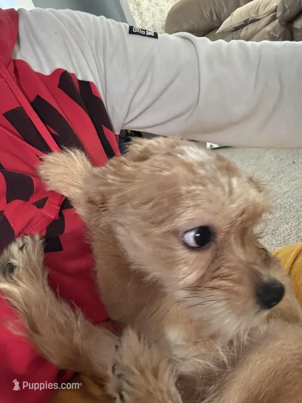 Honey – Shorkie puppy for sale in Bryans Road, MD