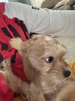 Honey, a female Shorkie for sale in Bryans Road, MD – Photo 1 of 9