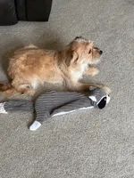 Honey, a female Shorkie for sale in Bryans Road, MD – Photo 3 of 9