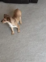 Pepper , a female Shorkie for sale in Bryans Road, MD – Photo 7 of 10