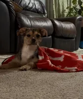 Pepper , a female Shorkie for sale in Bryans Road, MD – Photo 9 of 10