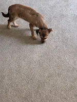 Pepper , a female Shorkie for sale in Bryans Road, MD – Photo 6 of 10