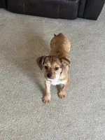 Pepper , a female Shorkie for sale in Bryans Road, MD – Photo 4 of 10