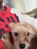 Hunney , a female Shorkie for sale in Bryans Road, MD – Photo 1 of 3