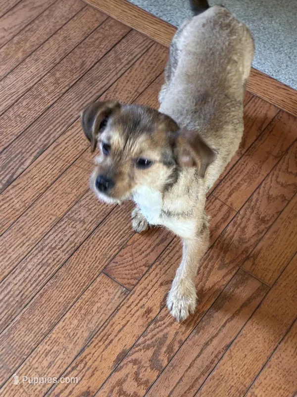 Pepper  – Shorkie puppy for sale in Bryans Road, MD