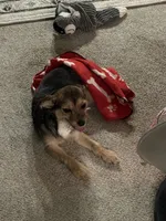 Pepper , a female Shorkie for sale in Bryans Road, MD – Photo 8 of 10