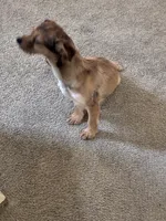 Pepper , a female Shorkie for sale in Bryans Road, MD – Photo 5 of 10