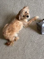 Hunney , a female Shorkie for sale in Bryans Road, MD – Photo 3 of 3