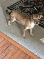 Pepper , a female Shorkie for sale in Bryans Road, MD – Photo 2 of 10