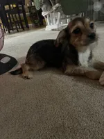 Pepper , a female Shorkie for sale in Bryans Road, MD – Photo 10 of 10