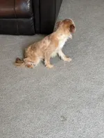 Hunney , a female Shorkie for sale in Bryans Road, MD – Photo 2 of 3