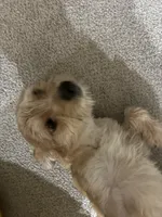 Smiley , a male Shorkie for sale in Bryans Road, MD – Photo 1 of 10