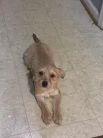 Smiley , a male Shorkie for sale in Bryans Road, MD – Photo 2 of 10