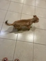 Smiley , a male Shorkie for sale in Bryans Road, MD – Photo 5 of 10