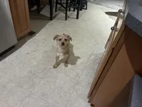Smiley , a male Shorkie for sale in Bryans Road, MD – Photo 7 of 10