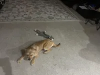 Smiley , a male Shorkie for sale in Bryans Road, MD – Photo 8 of 10