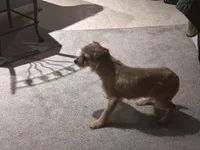 Smiley , a male Shorkie for sale in Bryans Road, MD – Photo 3 of 10