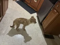 Smiley , a male Shorkie for sale in Bryans Road, MD – Photo 6 of 10
