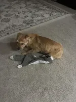 Smiley , a male Shorkie for sale in Bryans Road, MD – Photo 9 of 10