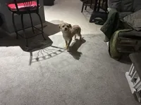 Smiley , a male Shorkie for sale in Bryans Road, MD – Photo 10 of 10