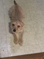 Smiley , a male Shorkie for sale in Bryans Road, MD – Photo 4 of 10