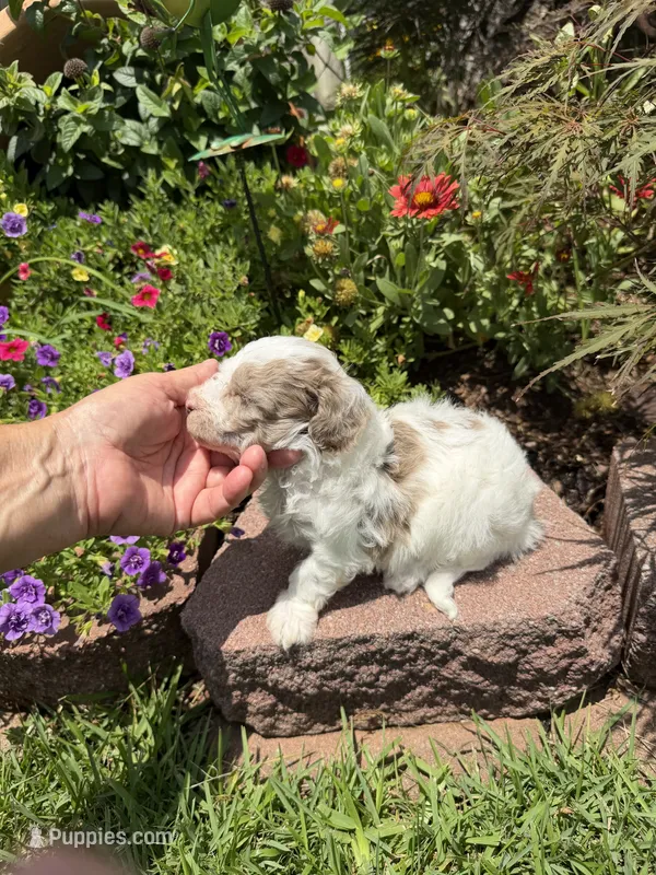 Rod – Maltipoo puppy for sale in Tupelo, MS