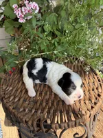Mable, a female Shichon for sale in Tupelo, MS – 6 of 9