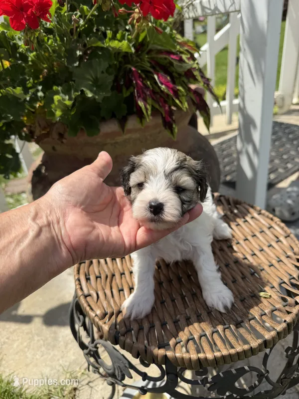 Adam – Maltipoo puppy for sale in Tupelo, MS