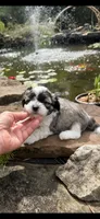 Casey, a male Shichon for sale in Tupelo, MS – 6 of 6