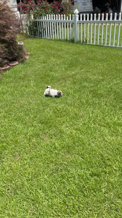 Adam, a male Maltipoo for sale in Tupelo, MS – 7 of 7