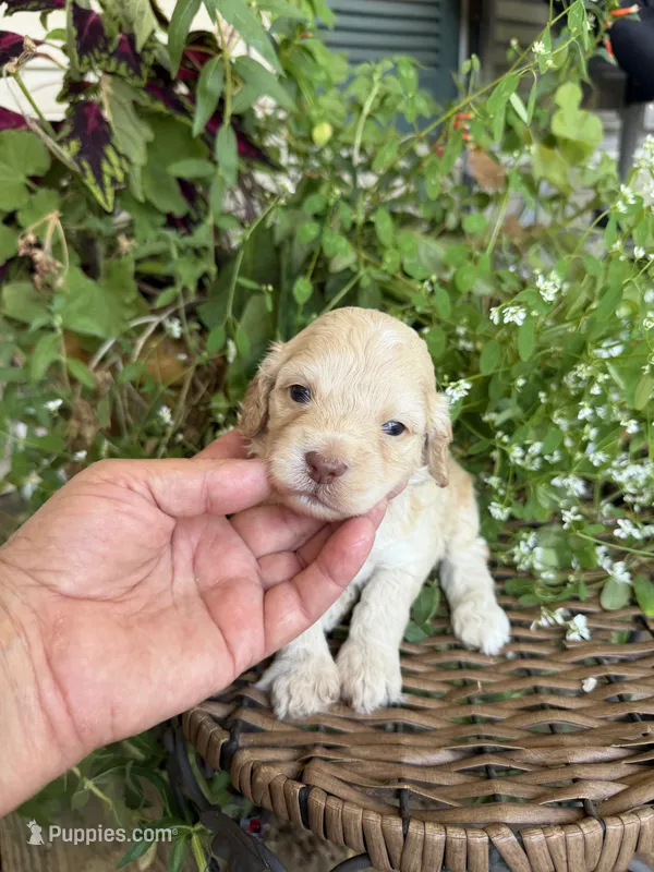 Jimmy – Cockapoo puppy for sale in Tupelo, MS