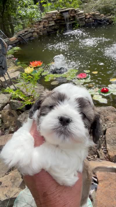Loyd, a male Shichon for sale in Tupelo, MS – 6 of 6