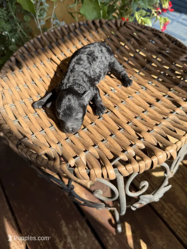 Clint – Maltipoo puppy for sale in Tupelo, MS