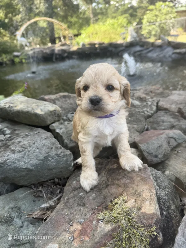 Evelyn – Cockapoo puppy for sale in Tupelo, MS