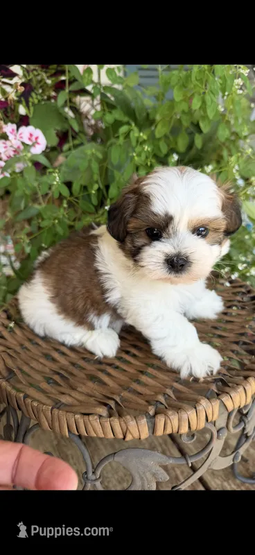 Davie Gray – Shichon puppy for sale in Tupelo, MS