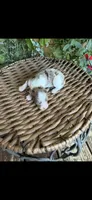 Motley , a male Maltipoo for sale in Tupelo, MS – 5 of 6